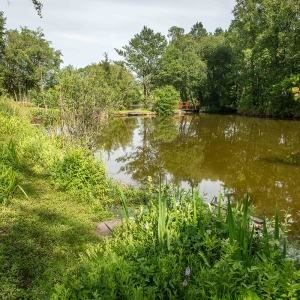 Redwell   17 06 2020   D500   Les 505.jpg